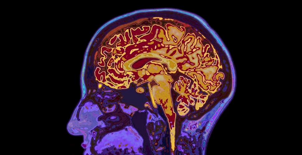Descoperire suprinzătoare: creierul continuă să se maturizeze până la vârsta de 30 de ani