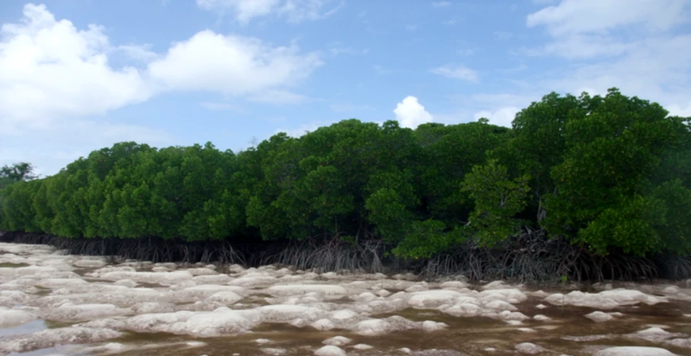 Pădurile de mangrove, unele dintre cele mai importante ecosisteme ale lumii, afectate de schimbările climatice