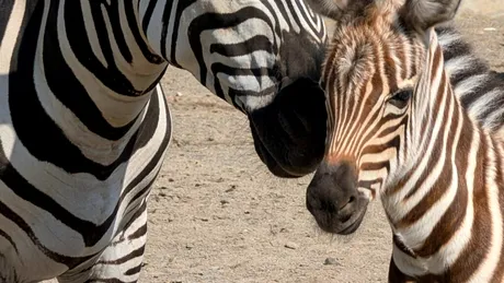 Primul pui de zebră născut la Zoo Brașov așteaptă să fie vizitat și să primească un nume