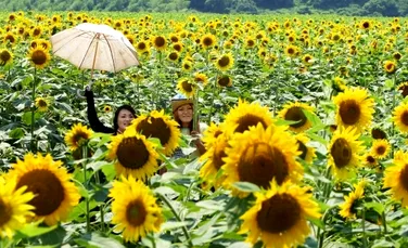 Floarea-soarelui, folosită în Japonia pentru decontaminarea solului de radiaţii
