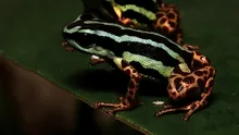 „O bijuterie ascunsă a Amazonului”: Cercetătorii au descoperit o specie adorabilă de broască