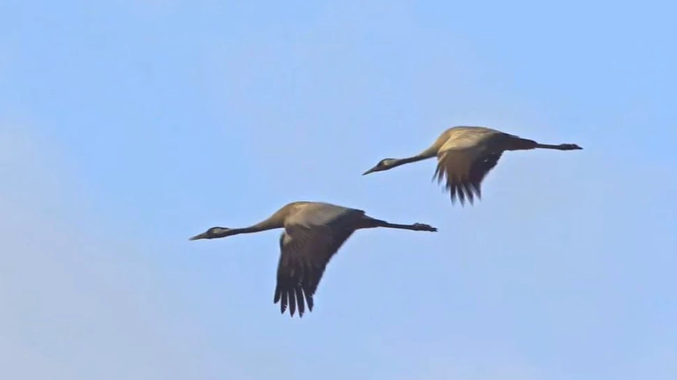 Imagini rare: Cocorii au revenit în Delta Dunării. De ce sunt păsările tot mai puține în România?