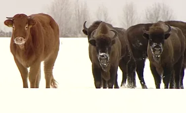 O vacă din Polonia a fugit dintr-o fermă pentru a trăi liberă alături de o  cireadă de bizoni
