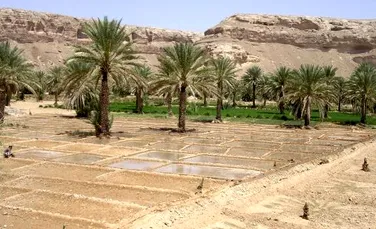 Urme de agricultura primitiva, descoperite in Yemen