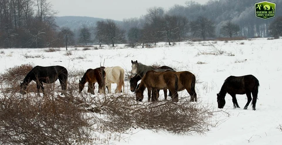 Imagini desprinse din poveşti. Caii sălbatici, surprinşi iarna, la marginea pădurii