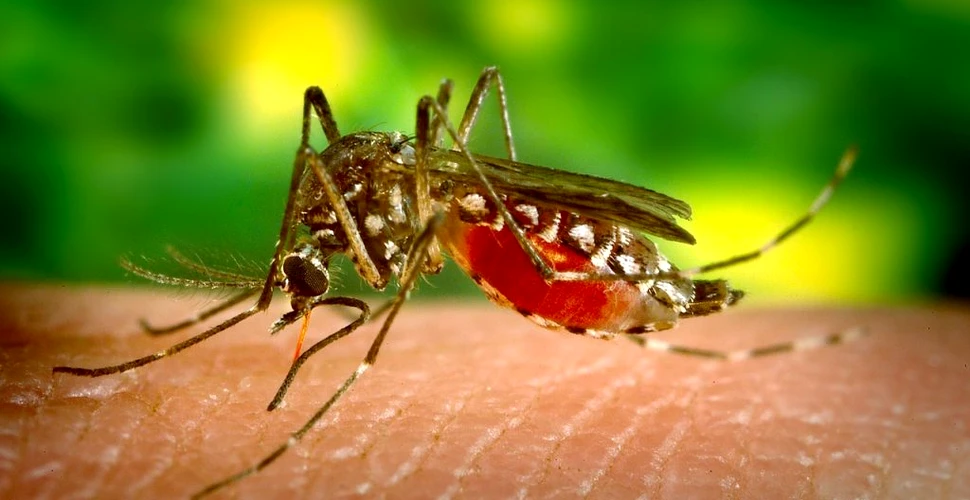 Spray-ul de țânțari ar putea proteja împotriva COVID-19. Ce au descoperit oamenii de știință