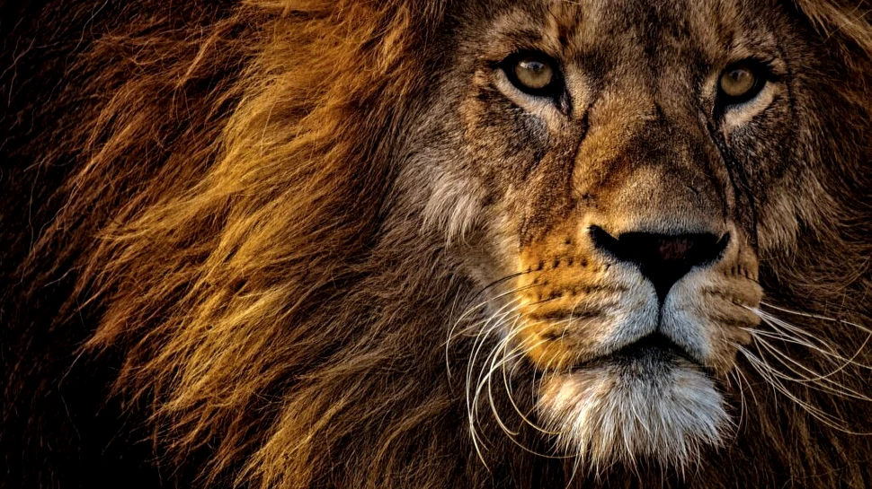 Mutațiile din regnul animal dezvăluie secretele îmbătrânirii