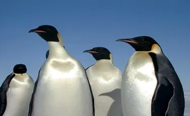 Pinguinii Regali din Antarctica amenintati de incalzirea globala