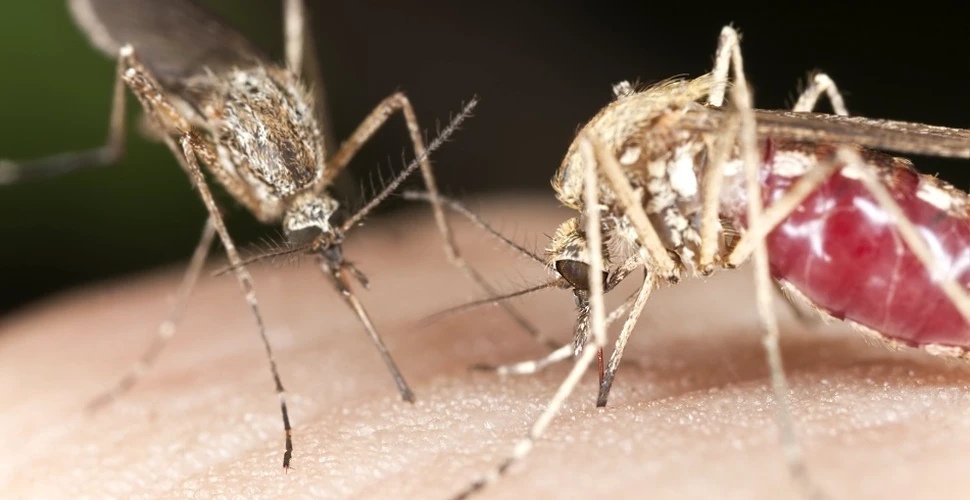 Tot ce nu ştiai despre ţânţari: 6 întrebări la care răspund oamenii de ştiinţă