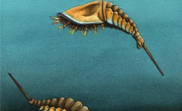 Au fost descoperiți primii strămoși ai scorpionilor, ai păianjenilor și ai crabilor potcoavă