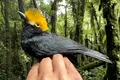 O pasăre considerată „pierdută” a fost fotografiată pentru prima dată