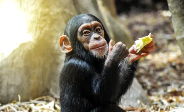 Cea mai mică maimuță din lume, descoperită în Germania