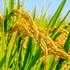 Producția globală de orez aproape s-a dublat în ultimii 50 de ani, în ciuda schimbărilor climatice