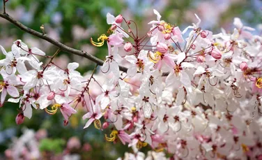 Ce temperaturi vom avea în luna aprilie? Meteorologii au actualizat prognoza!