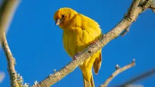 „O scară rulantă spre dispariție”. Jumătate din speciile de păsări cunoscute se confruntă cu declinul populației
