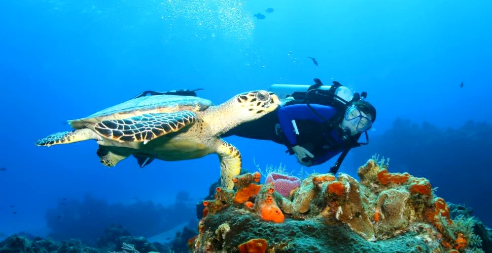 Toate speciile de ţestoase marine sunt afectate de unul dintre cele mai periculoase flageluri cauzate de om