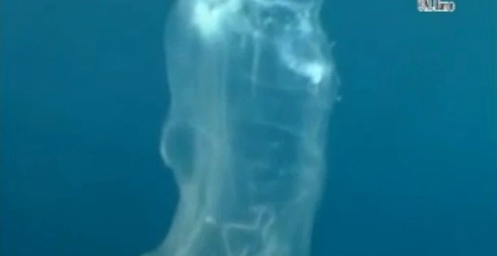 Oamenii de ştiinţă au surprins „unicornul mării”, bizara creatură de 18 metri lungime (VIDEO)