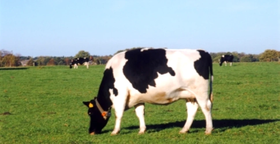 Vacile tratate cu hormoni emit mai putine gaze cu efect de sera