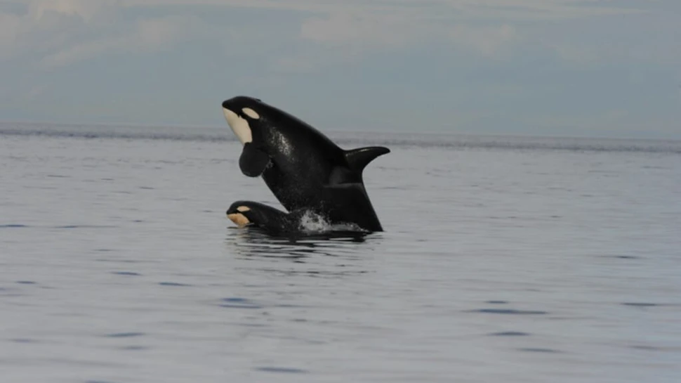 Orcile au grijă de puii lor masculi chiar și la maturitate, arată un studiu surprinzător