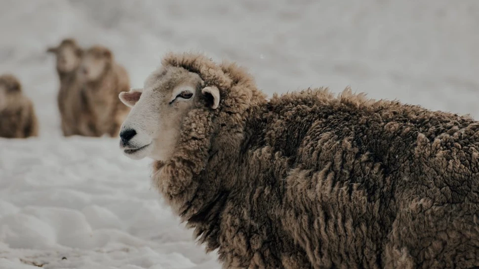 Contactul prelungit cu bacteria Antrax i-a ajutat pe europeni să devină mai rezistenți împotriva bolii