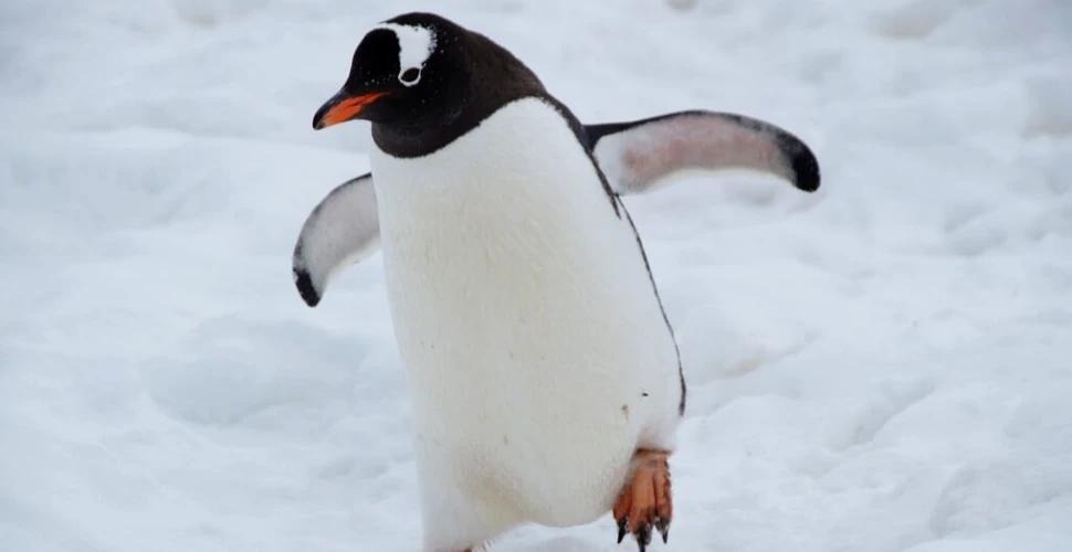 Penele de pinguin ar putea fi secretul pentru tehnologia anti-îngheț