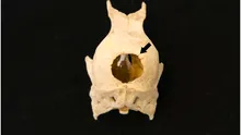 Ce au descoperit arheologii într-o toaletă din secolul al XVII-lea din Germania?