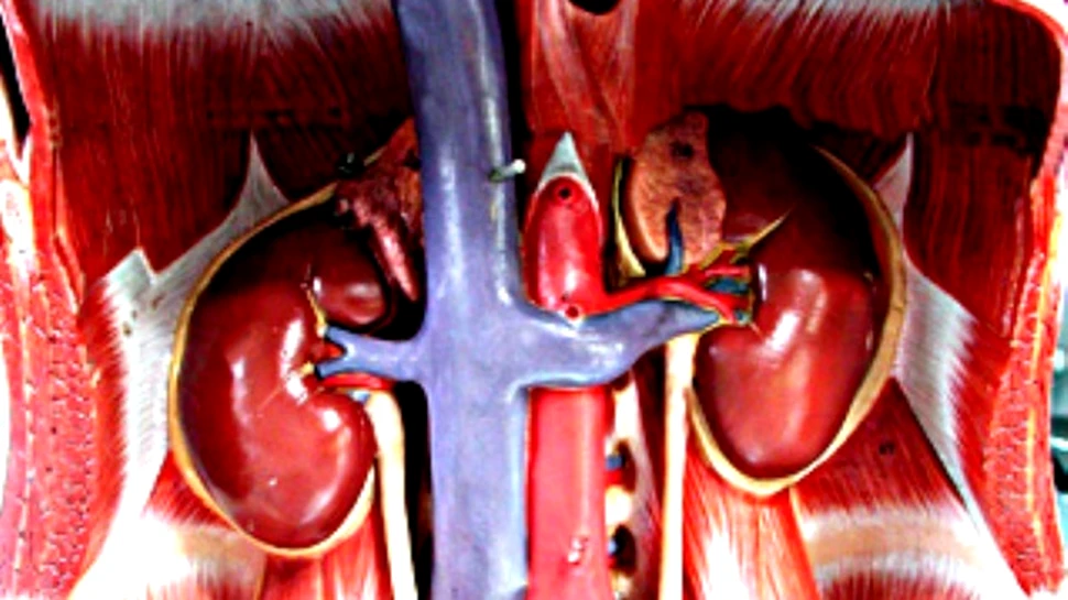 Problemele la rinichi cresc riscul de infarct