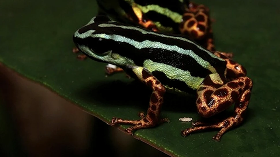 „O bijuterie ascunsă a Amazonului”: Cercetătorii au descoperit o specie adorabilă de broască