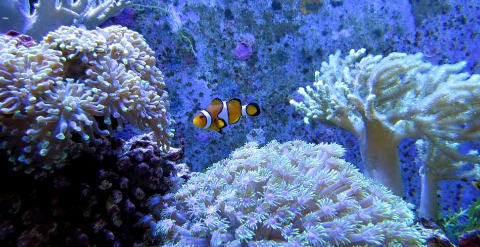Albirea coralilor este explicată printr-o descoperire majoră a oamenilor de știință
