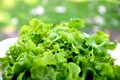 Metoda simplă care te scapă de contaminarea cu E. coli din salata verde