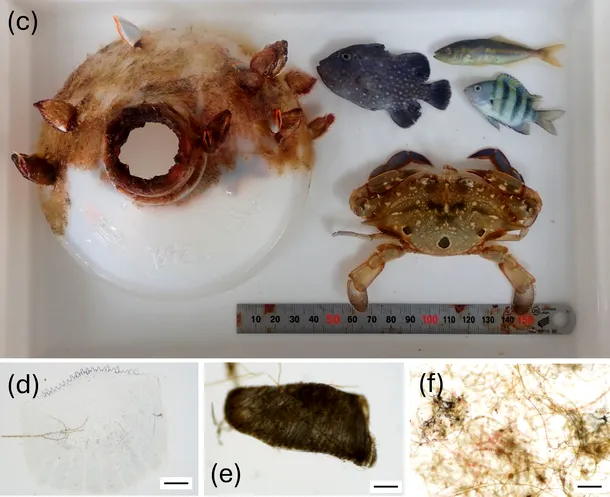 crab a supraviețuit într-o sticlă