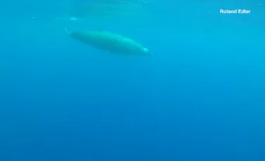 O specie de balenă extrem de rară a fost filmată în Oceanul Atlantic