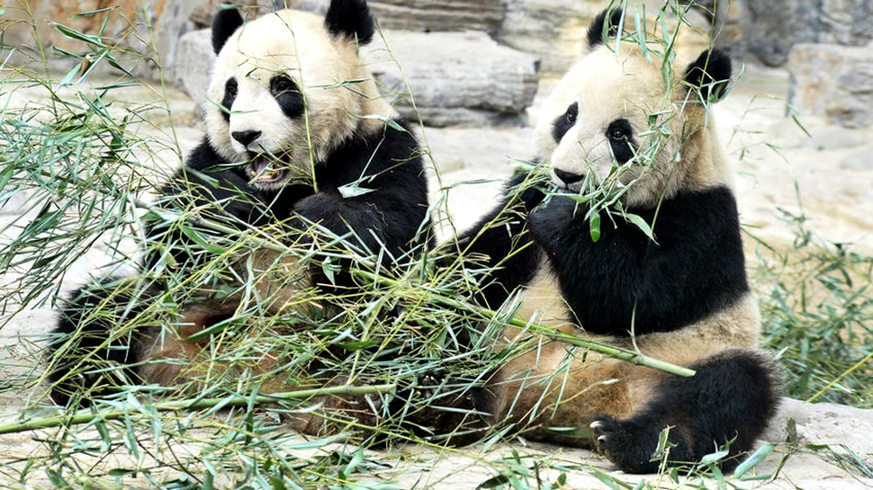 Doi pui de panda uriaş, de la o grădină zoologică din Atlanta, sunt în realitate femele
