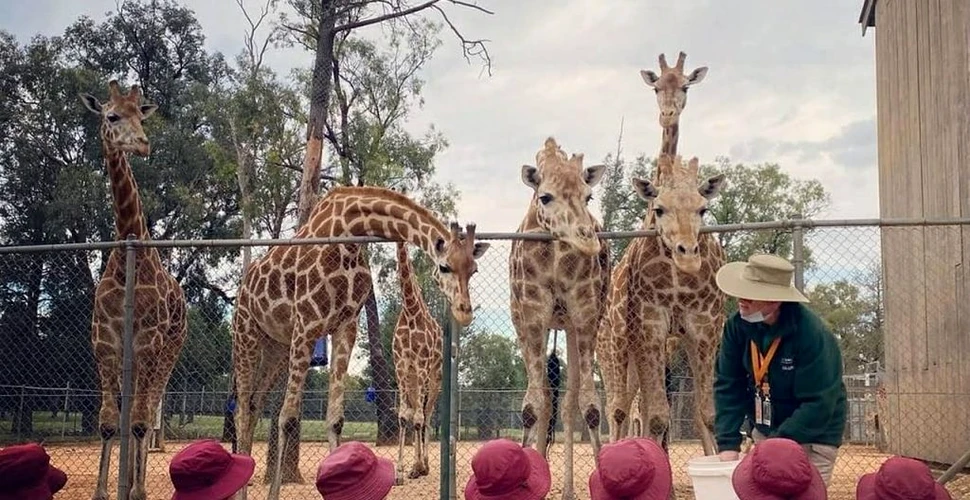 Mutangi, cea mai bătrână girafă din lume, a murit la 31 de ani