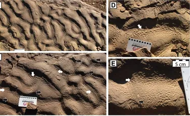 Semne de viață străveche, găsite într-un loc în care nimeni nu se aștepta