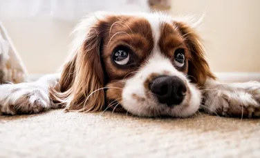 Câinii sunt conștienți de sine, într-o anumită măsură. Ce au dezvăluit teste recente?