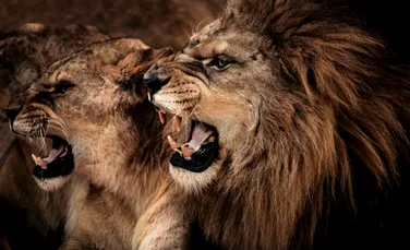 Fantoma şi Întunericul – Povestea celor mai periculoşi lei din istorie