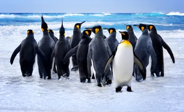 Pinguinii „divorțează” mai des decât oamenii, arată un studiu