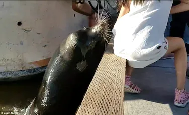 Momente ŞOCANTE: Un leu de mare a muşcat-o şi a tras-o în apă pe o fetiţă din Canada