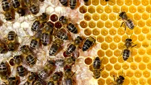 Compuși antimicrobieni găsiți în polen ar putea proteja albinele de infecții