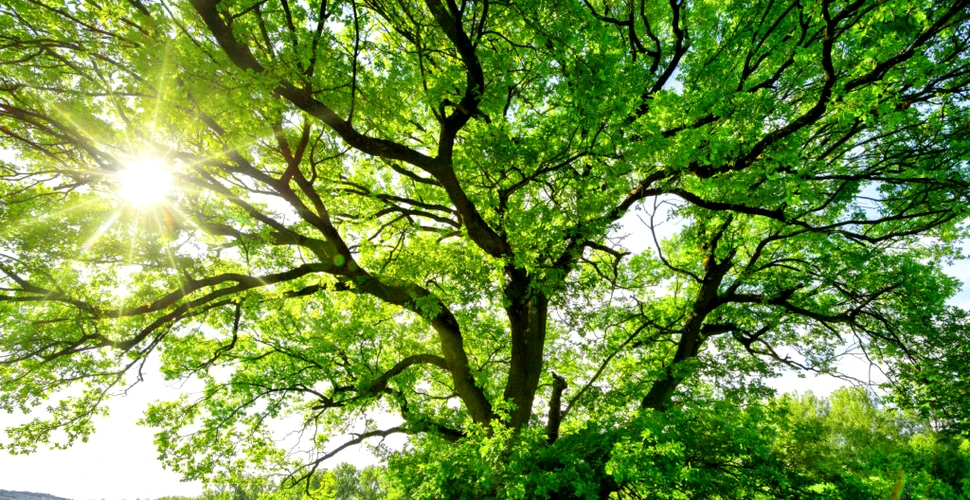Copacii se chinuie „să respire” și să stocheze CO2 pe măsură ce clima se încălzește