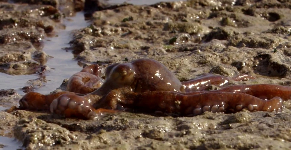 VIDEO. Caracatiţele sunt animale exclusiv marine?! Greşit! Cercetătorii le-au întâlnit acolo unde se aşteptau mai puţin