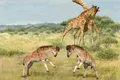 O fosilă veche de 17 milioane de ani ar putea rezolva un mister evolutiv al girafelor
