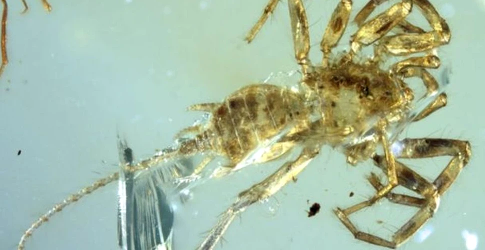 FOTO. Descoperirea uimitoare dintr-o bucată de chihlimbar veche de 100 de milioane de ani scoate la iveală un capitol surprinzător din istoria păianjenilor