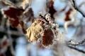 Cum va fi vremea de Revelion? Ianuarie aduce temperaturi ridicate
