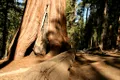 Un arbore din Chile ar putea fi cel mai bătrân copac din lume