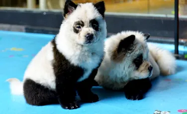 O grădină zoologică a vopsit doi câini în alb și negru și a spus că sunt „câini panda”