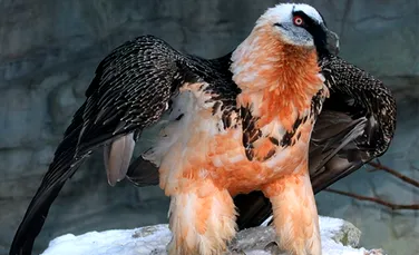 Vulturul Barbos (Gypaetus barbatus)