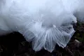 Fenomenul ciudat prin care „vata de zahăr” apare pe ramurile copacilor în timpul iernii