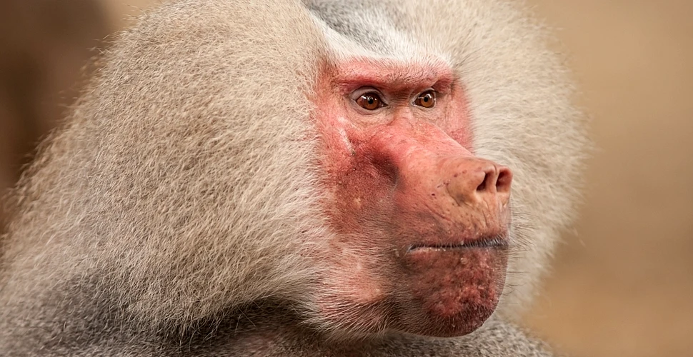 De ce au unele maimuţe feţe colorate?
